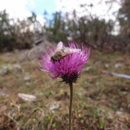 Kraemerhaus Annaberg, Dachstein West