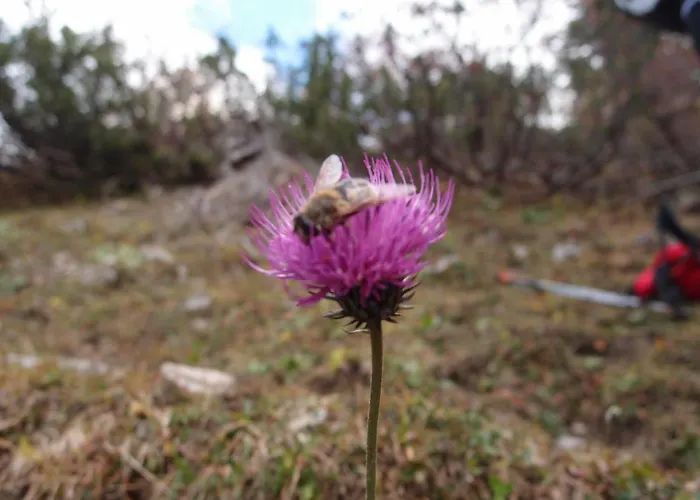 Kraemerhaus Annaberg, Dachstein West